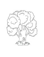 Copac