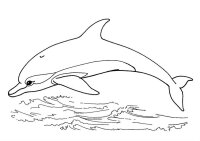 Delfini
