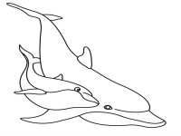 Delfin