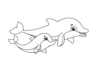 Delfin