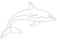 Delfin