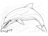 Delfin