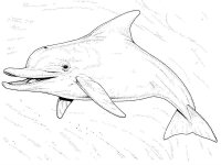 Delfin