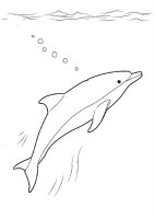 Delfin