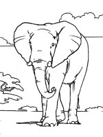Elefant