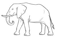 Elefant