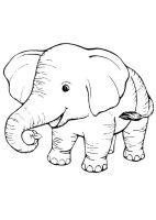 Elefant