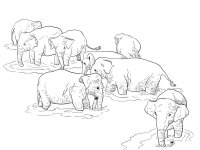 Elefant