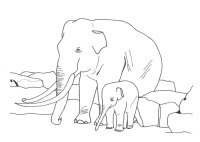 Elefant