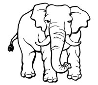 Elefant