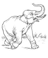 Elefant