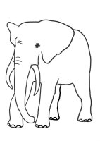 Elefant