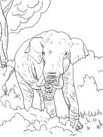 Elefant