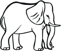 Elefant