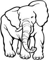 Elefant