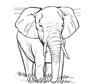 Elefant