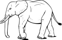 Elefant