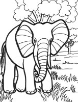 Elefant