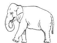 Elefant