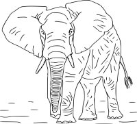Elefant