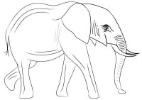 Elefant