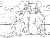Elefant