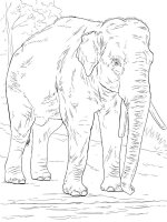 Elefant