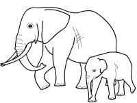 Elefant