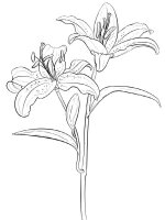 Floare Crin