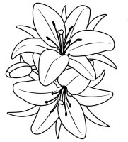 Floare Crin