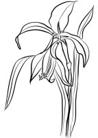 Floare Crin