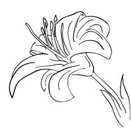 Floare Crin
