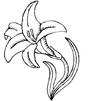 Floare Crin