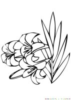 Floare Crin