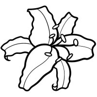Floare Crin