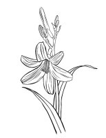 Floare Crin