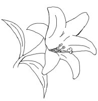 Floare Crin