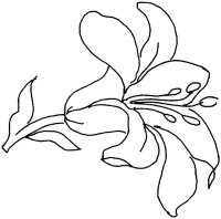 Floare Crin