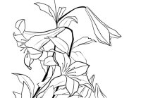 Floare Crin