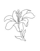 Floare Crin