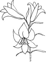 Floare Crin