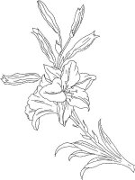 Floare Crin