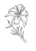 Floare Crin