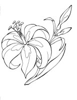 Floare Crin