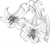 Floare Crin