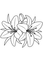 Floare Crin