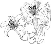 Floare Crin