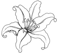 Floare Crin