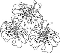 Floare Crin