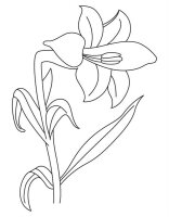 Floare Crin
